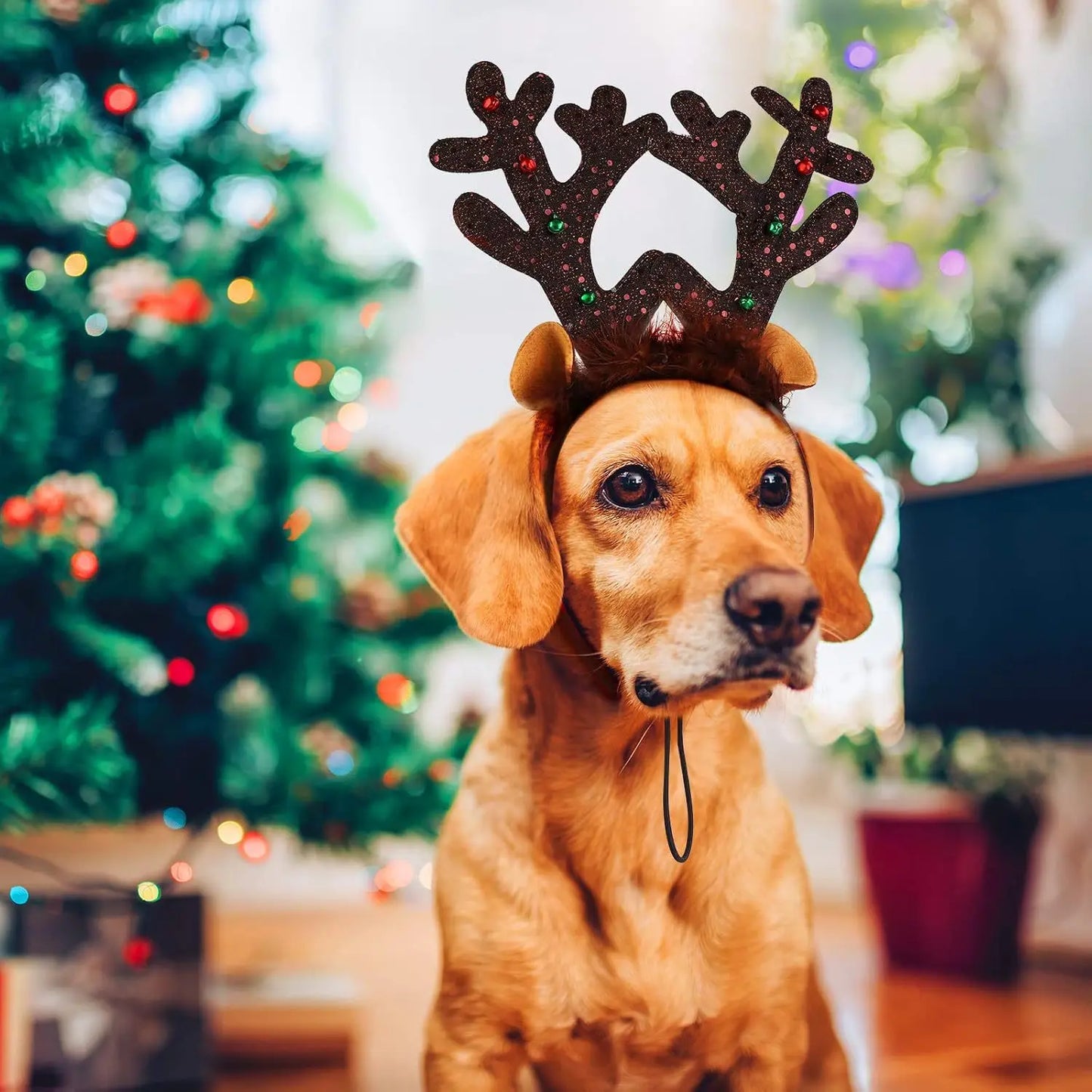 Christmas Pet Antlers Headband – Cute Reindeer Hair Hoops for Dogs & Cats | Finpaws Finland