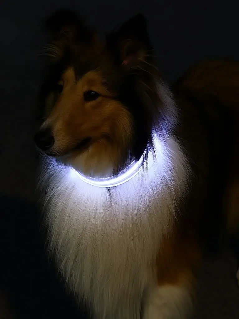 USB Rechargeable LED Pet Collar – Turvallinen LED-lemmikkipanta koirille ja kissoille yölenkeille - FinPaws