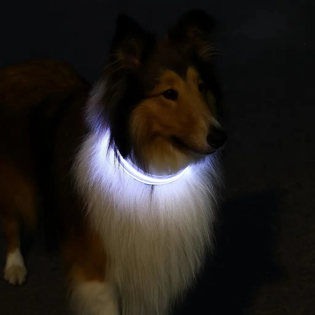 USB Rechargeable LED Pet Collar – Turvallinen LED-lemmikkipanta koirille ja kissoille yölenkeille - FinPaws